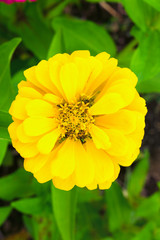 Yellow Zinnia flower