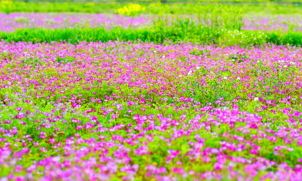 Field of pink chinese milk vetch, Astragalus sinicus