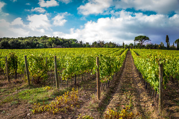 Fototapeta na wymiar Fields of grapes in the autumn, Italy