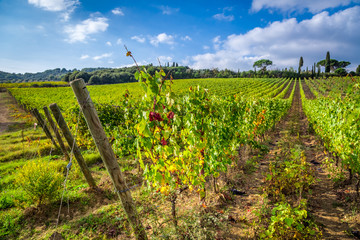 Fototapeta na wymiar Vineyard full of grapes in Tuscany