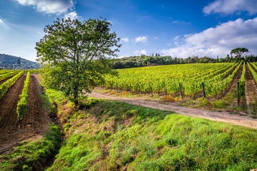 Fototapeta na wymiar Beautiful view of the vineyards in Tuscany