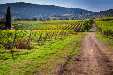 Fototapeta na wymiar Endless fields of vines in Tuscany
