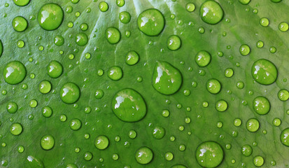 Water drops on leaves