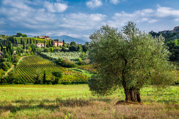Fototapeta na wymiar Vineyards and olive groves in Tuscany