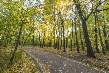 Obraz premium Pathway in the autumn park