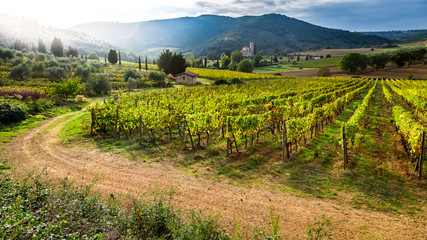 Fototapeta na wymiar Beautiful sunset over a vineyard in Tuscany