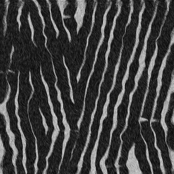 texture of print fabric stripes zebra for background.