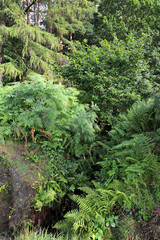 Beautiful vegetation in Wicklow Mountains National Park.