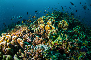 Naklejka na ściany i meble Various reef fishes, Gili Lombok Nusa Tenggara Barat underwater