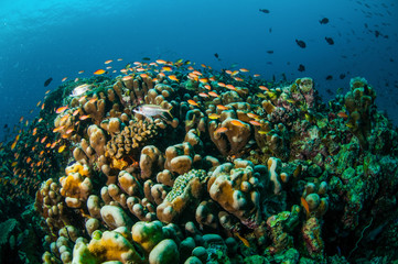 Fototapeta na wymiar Various reef fishes, Gili Lombok Nusa Tenggara Barat underwater