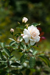Close up of historical white Rose, Prosperity