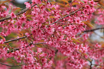 close up nature