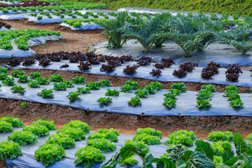 close up nature in many patten style