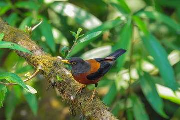 Chestnut Thrush