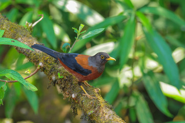 Chestnut Thrush