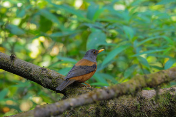 Chestnut Thrush