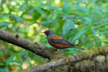 Chestnut Thrush