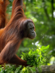 Borneo Orangutan © Kjersti