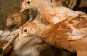Chickens. Poultry farm