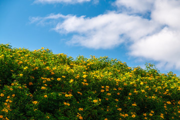 Flower field on tropical mountain under blue sky