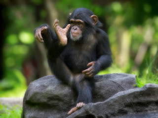 Common Chimpanzee