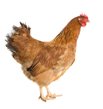 Brown hen isolated on white