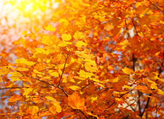 Autumn Maple Yellow Leaves. Outdoor. Fall Background