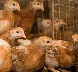 Chickens. Poultry farm