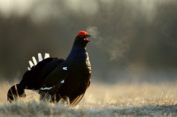 Lekking Black Grouse ( Lyrurus tetrix).