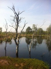 Moorlandschaft