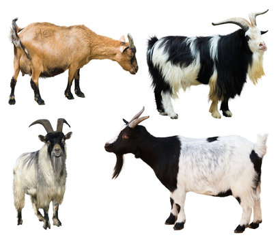  Set of  goats. Isolated over white