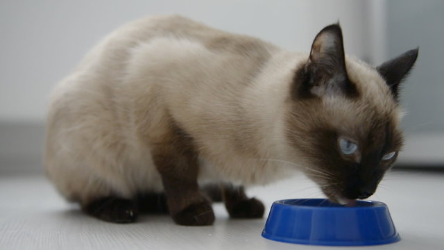 cute grey cat drinking milk