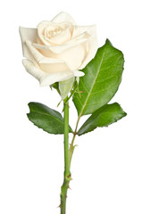 Beautiful white rose isolated on a white background