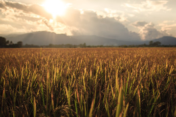 Fototapeta premium Rice field with mountain sunset background