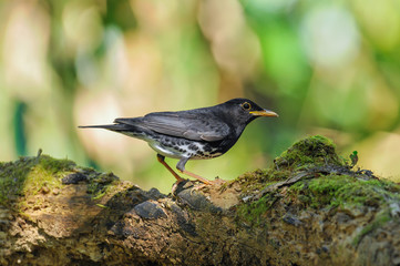 Japanese Thrush
