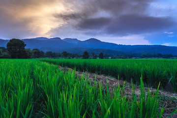 Fototapeta na wymiar Young rice field