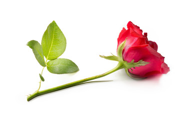 Red rose isolated on white background.