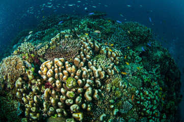 Coral reef, fishes in Gili Lombok Nusa Tenggara Barat underwater