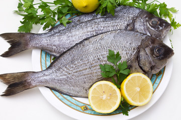 fresh fish isolated