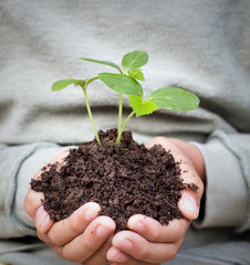 young  boy hands hold plant