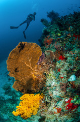 Diver, seafan in Gili, Lombok, Nusa Tenggara Barat underwater