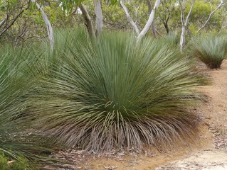 Yakka on Kangaroo island is native to Australia