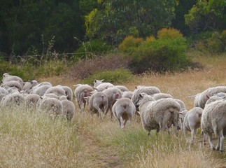 Australian sheep on the way in the grass of Kangaroo island