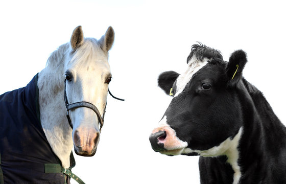 Cow And Horse Isolated!