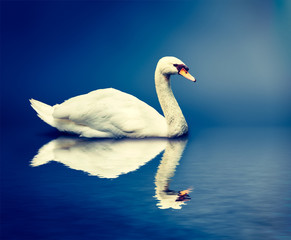 Obraz na płótnie Canvas Mute Swan Cygnus olor