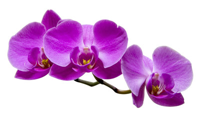 Naklejka na ściany i meble Purple orchid on white