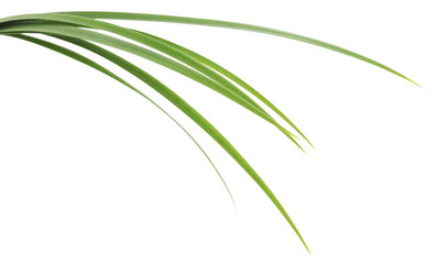 Obraz premium zielone liście trawy
