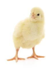 Photo sur Plexiglas Poulet Small chicken