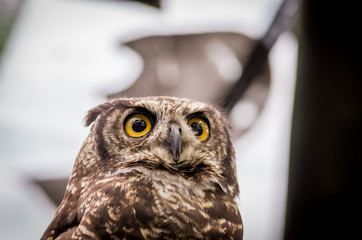 close up of brown owl face outdoors
