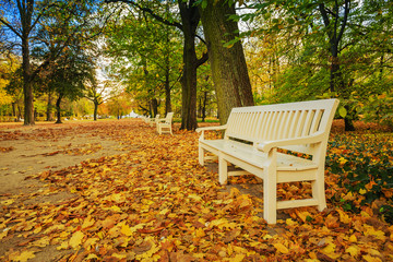 Fototapeta premium Autumn - bench in autumn park